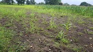 Agricultural / Farm Land in Lonia Maru